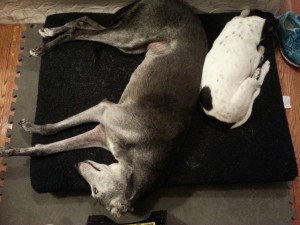 Kessie loved to sleep next to his big sister