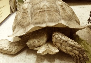 Tortoise401122014