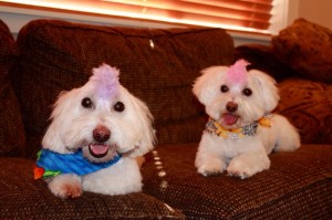 Abby and her brother sporting their cutting edge hair styles
