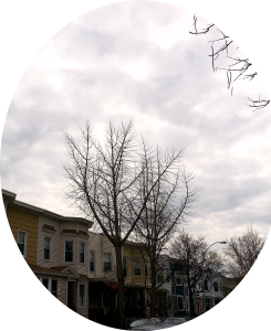 Bleak beauty of trees