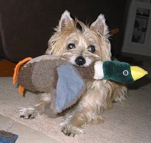 My squeaky duck