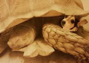 I'm getting a tortoiseshell ride!