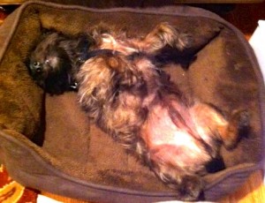 I love to sleep on my back in a little dog bed!