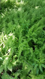 Matilda would  have loved to put her nose in these ferns