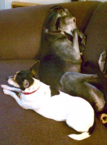 Matilda in a strange but funny position, with Livvie