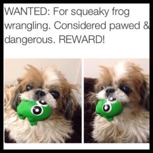 Squeaky Frog Wrangling